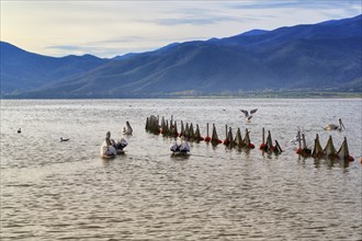 Dalmatian pelicans (Pelecanus crispus) swimming in Lake Kerkini, Lake Kerkini, sunrise, Central