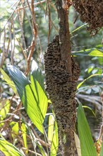 Abandoned wasp nest, Amazon Museum MUSA, Cidade de Deus, Manaus, Brazi