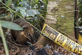 Coati in the thicket, Tijuca National Park, Rio de Janeiro, Brazil, South America