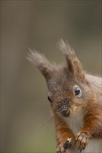 Red squirrel (Sciurus vulgaris) adult animal portrait, Yorkshire, England, United Kingdom, Europe