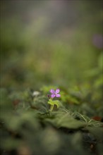 Close-up of an annual honesty (Lunaria annua), annual silverleaf, garden silverleaf, Judas