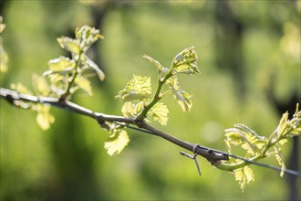 Young leaves of a grapevine in spring, viticulture, budding, shoots, vines, Baden-Württemberg,