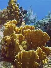 Fire coral (Millepora complanata), dive site John Pennekamp Coral Reef State Park, Key Largo,