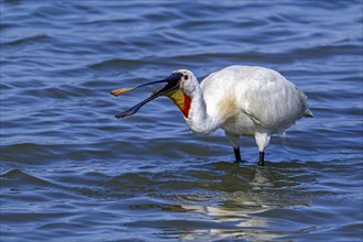 Eurasian spoonbill, common spoonbill (Platalea leucorodia) in breeding plumage swallowing caught