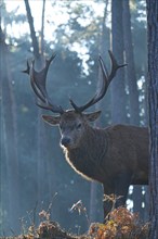 Red deer (Cervus elaphus), red stag, antlers