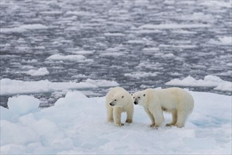 Polar bears (Ursus maritimus) on the pack ice at 82 degrees north on an ice floe, mother with cubs,