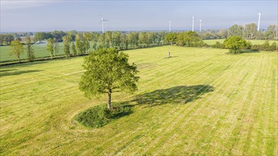 Farmland north of Hannover, single tree on meadow, drone shot, Lower Saxony, Germany, Europe