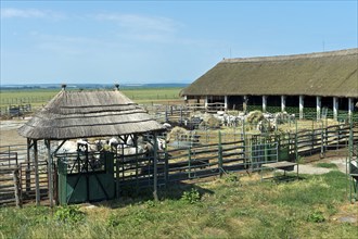 Stable for Hungarian Grey Cattle, Sarrod, Ferto-Hanság National Park, Hungary, Europe