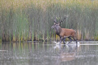 Red deer (Cervus elaphus) stag crossing pond in the mist along reed bed, reedbed in marshland