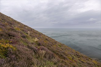 An overgrown hill sloping steeply down to the calm sea under a cloudy sky, Cornwall, United Kingdom