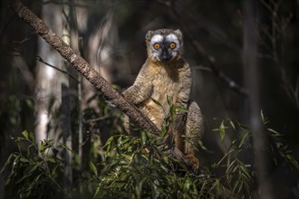 Red-fronted lemur (Eulemur rufifrons) in the dry forests of western Madagascar