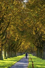 Dense chestnut tree avenue at the Rhine dike near Neuss, Deichallee, autumn, colourful leaves,