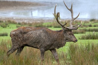 Rutting red deer (Cervus elaphus) stag with big antlers and fur covered in urine and mud