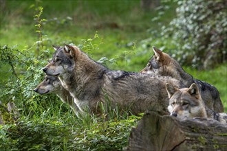 Wolf pack of four Eurasian wolves, European grey wolves (Canis lupus lupus) hunting in forest,