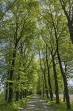 Tree avenue, trees, avenue, nature, cycle path, bicycle path, recreation, climate, empty, nobody,