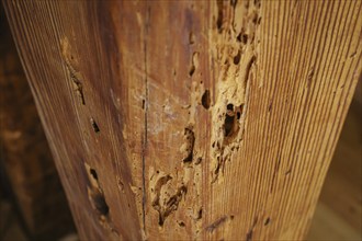 A wooden beam eaten away by woodworm in the attic of a flat, photographed in Berlin, 21/08/2024