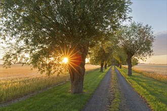 Row of white willows (Salix alba) trees lining dirt road along wheat field in summer at sunrise