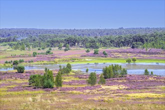 View from fire lookout tower, watchtower over heathland in Grenspark Kalmthoutse Heide, Kalmthout