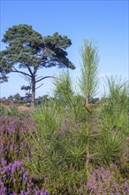 New shoot of maritime pine, cluster pine (Pinus pinaster) in moorland with blooming heather in