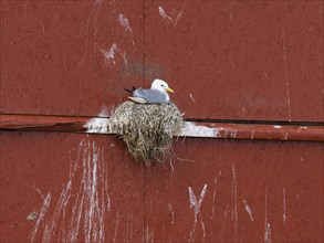 Black-legged kittiwake (Rissa tridactyla), breeding bird on nest, built on fishing harbour