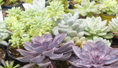 Various types of succulent in flower pots in the greenhouse. Closeup, selective focus