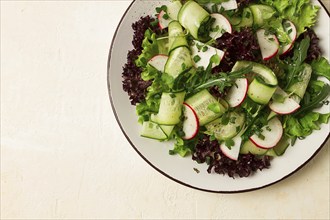 Vegetable salad, radishes and cucumbers, radish micro-greens, lettuce leaves, green onions,