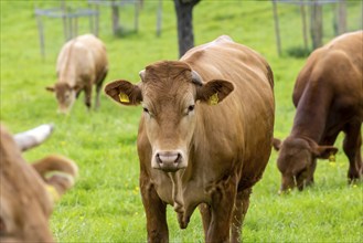 Cattle of the Limpurger breed on a pasture, farm of the Hohrainhof state domain, Talheim,