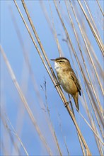 Sedge warbler (Acrocephalus schoenobaenus) perched in reedbed in spring