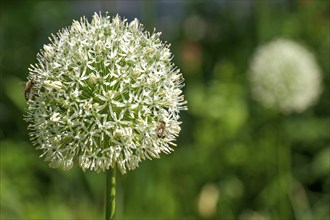 Ornamental leek (Allium sp.), inflorescence, North Rhine-Westphalia, Germany, Europe