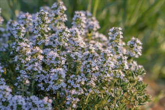 Flowering thyme, Tuscany, Italy, Europe