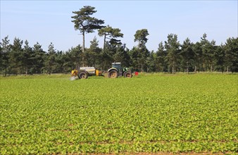 Tractor crossing field spraying crop, Sutton, Suffolk, England, UK