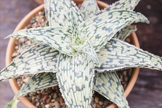 Beautiful succulent plant in greenhouse. Closeup, floral patterns, selective focus