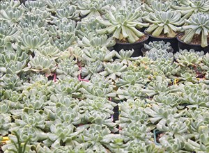 Various types of succulent in flower pots in the greenhouse. Closeup, selective focus