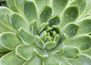 Beautiful succulent plant in greenhouse. Closeup, floral patterns, selective focus