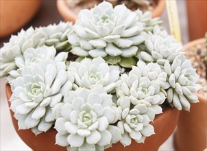 Beautiful succulent plant in greenhouse. Closeup, floral patterns, selective focus