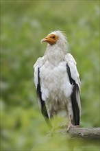 Egyptian Vulture (Neophron percnopterus), Provence, Southern France