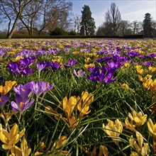 Crocus blossoms at Arolsen Residential Palace, Bad Arolsen, Hesse, Germany, Europe