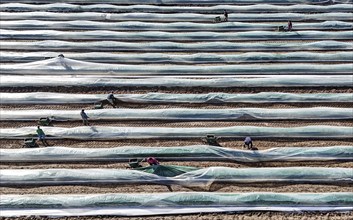 The first asparagus is harvested from a foil-covered asparagus field, Beelitz, 26/03/2024