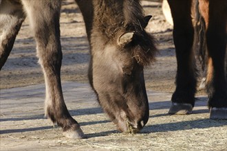 Posavina horse, close-up, occurring in Croatia, captive, North Rhine-Westphalia, Germany, Europe