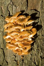 Chicken of the woods fungus laetiporus sulphureus