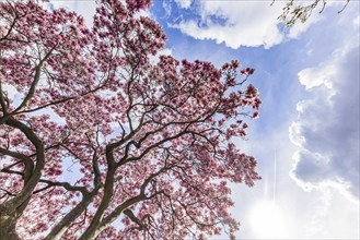 Magnolia blossom, blooming magnolias (Magnolia) in front of the New Palace, Stuttgart,