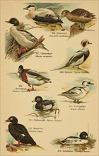 Common eider (Somateria mollissima), common merganser (Mergus merganser), long-tailed duck