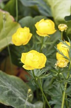 Beautiful yellow globe-flowers in the garden