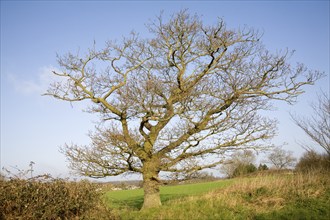 Leafless oak tree stands alone on field boundary, Sutton, Suffolk, England, United Kingdom, Europe