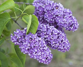 Blooming lilac in the botanical garden in spring