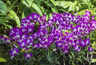 Purple orchids with tropical plants in the botanical garden in Singapore