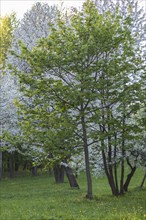 Blooming apple trees in spring park