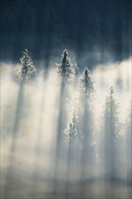 Fog and forest in Oberägeri in the canton of Zug, Switzerland, Europe