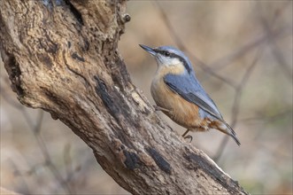 Eurasian nuthatch (Sitta europaea) sitting on a branch in the forest in winter. Bas-Rhin, Alsace,