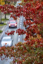 Autumn, road traffic, inner-city, trees in autumnal colours line a 4-lane road, symbolic image,